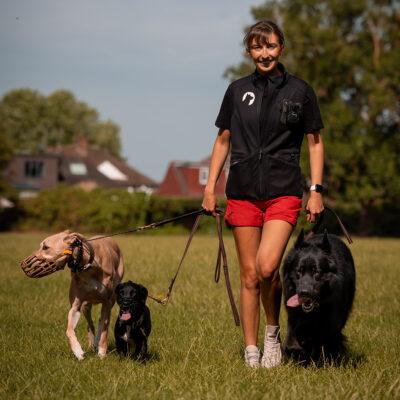 LNC Canine Club team member walking three dogs across a grassy field in North West London. A structured group walk featuring a black German Shepherd, a small black romanian rescue dog and a sighthound wearing a muzzle, demonstrating safe handling, careful group matching and behaviour-led dog walking. Professional dog walker in LNC uniform providing calm, structured canine care and enrichment in an outdoor environment.